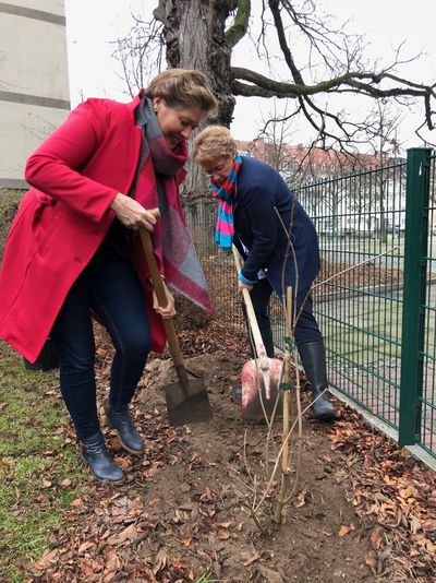 Elisabeth Brunkhorst (li.) und Barbara Otte-Kinast greifen zum Spaten und pflanzen einen Schwarzen Holunder Foto: ML
