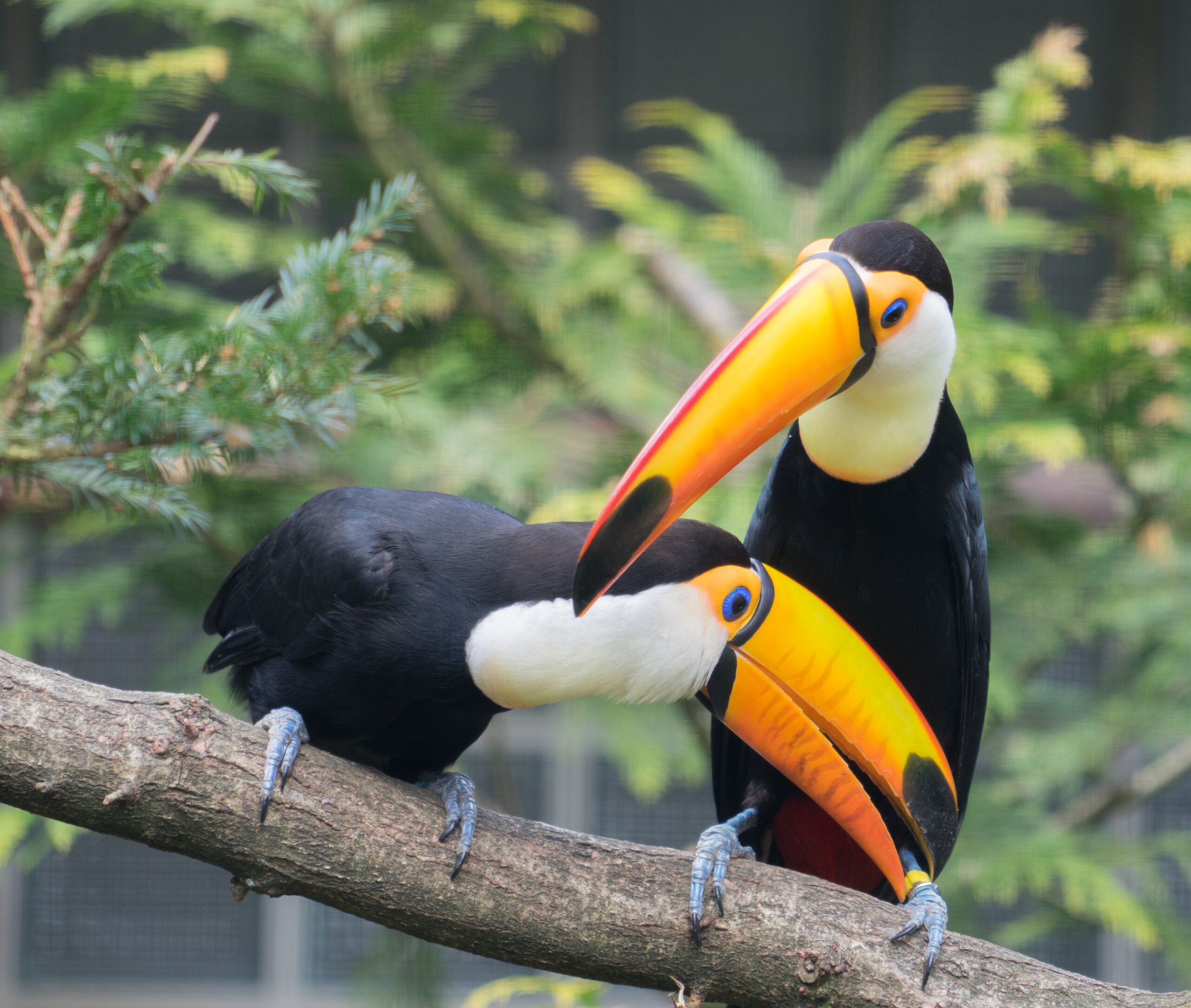 Tour 2: Vögel sind die Stars im Weltvogelpark Walsrode